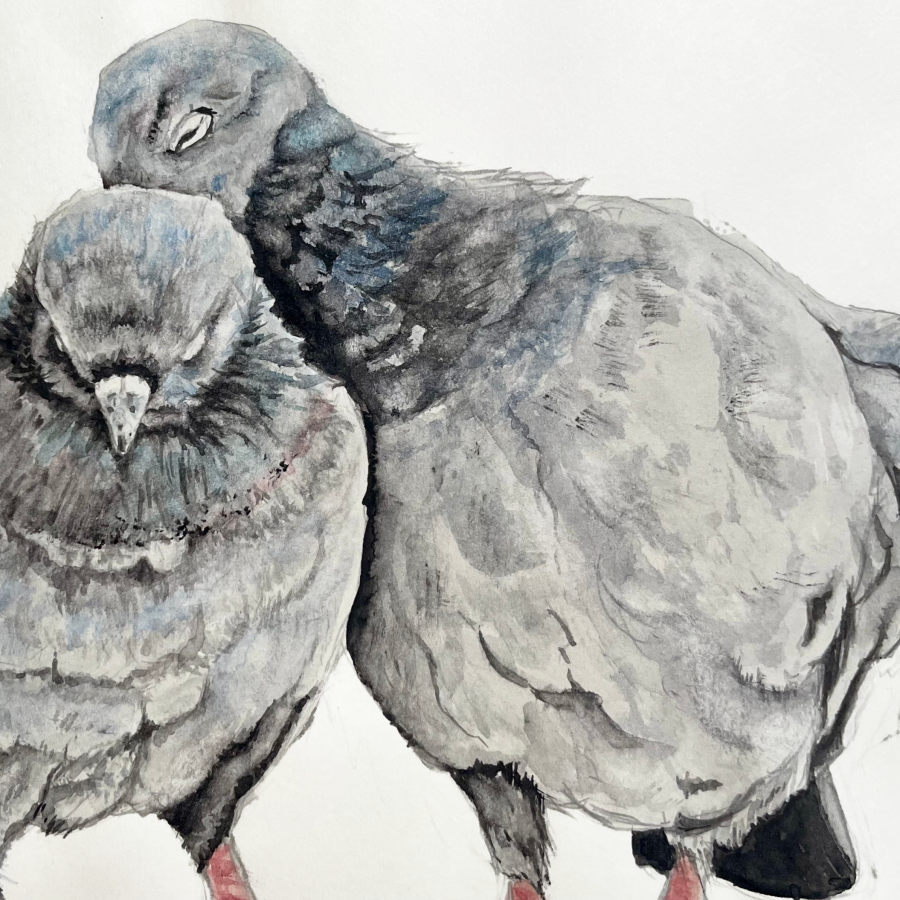 Tauben mit Hintergrund Aquarell Natur